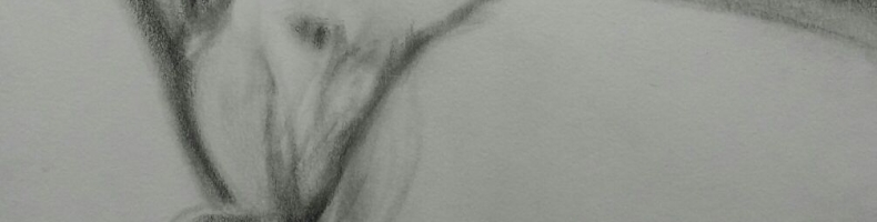 immagine header 1